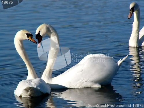 Image of Swan Heart