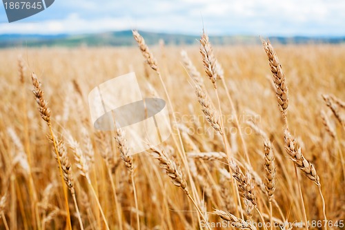 Image of Wheat field