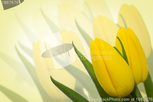 Image of Yellow tulips