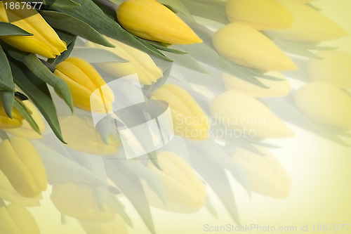 Image of Yellow tulips