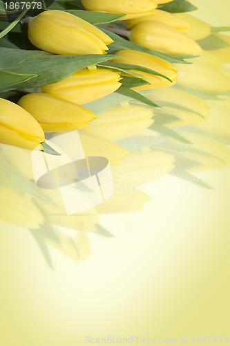 Image of Yellow tulips