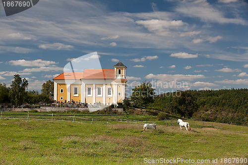 Image of On the pasture