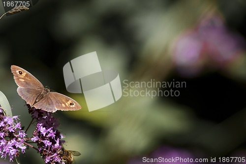Image of butterfly