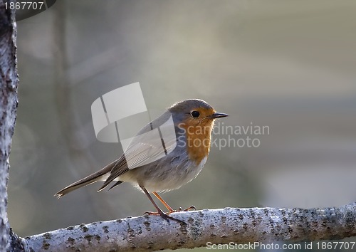 Image of robin