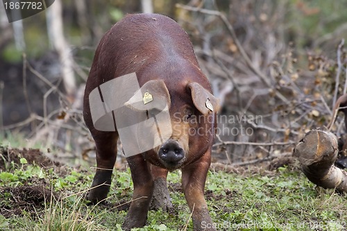 Image of pig