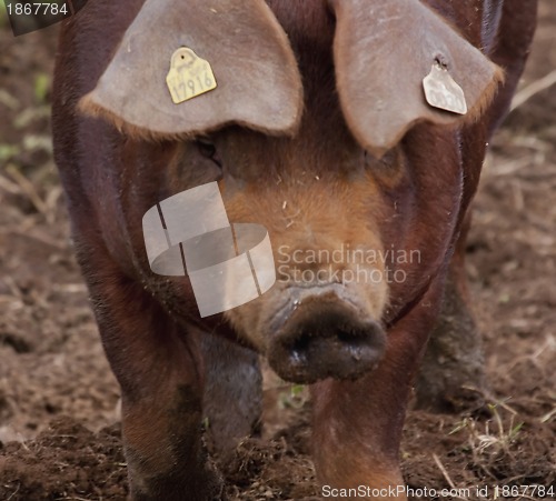 Image of close up of pigs head