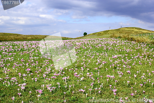 Image of meadow with autumn crocus