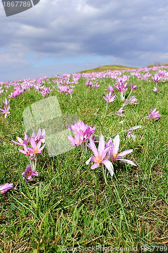 Image of purple autumn crocus