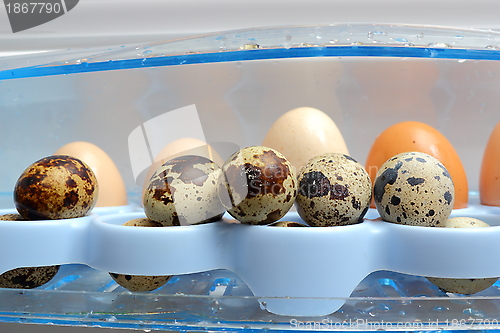 Image of quail eggs in the fridge