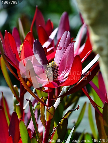 Image of Protea blossom