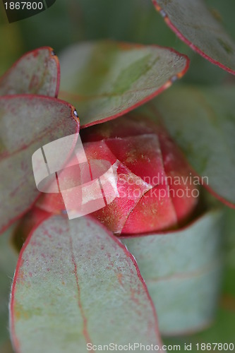 Image of Protea blossom