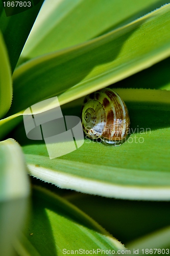 Image of Snail on yuca leaf