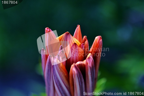 Image of Gazania krebsiana flower