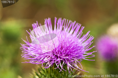 Image of  thistle, Cirsium vulgare