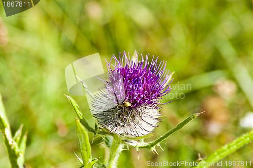 Image of  woolly thistle, Cirsium eriophorum