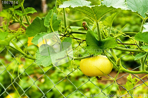 Image of squash in a fence