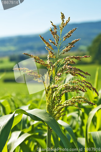 Image of Sudan grass, Sorghum sudanense energy plant for gas