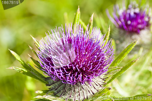 Image of  woolly thistle, Cirsium eriophorum