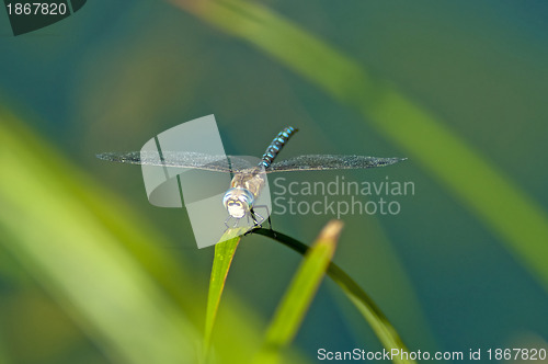 Image of Emperor Dragonfly, Anax imperator