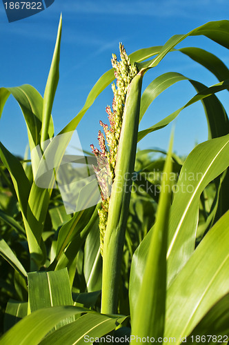 Image of Sudan grass, Sorghum sudanense energy plant for gas