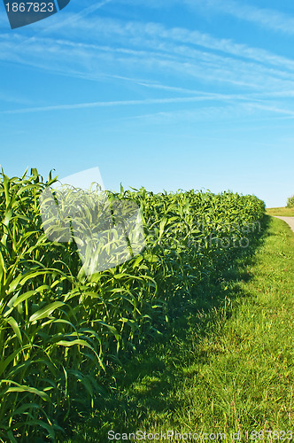 Image of Sudan grass, Sorghum sudanense energy plant for gas