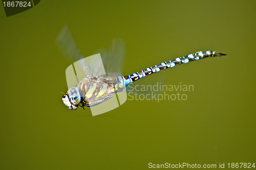 Image of Emperor Dragonfly, Anax imperator