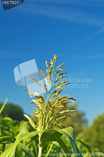 Image of Sudangras, Sorghum sudanense, Energiepflanze