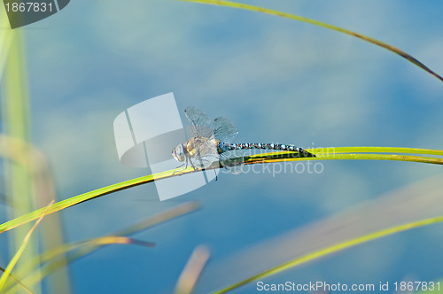 Image of Emperor Dragonfly, Anax imperator