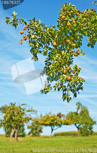 Image of branch with ripe apples