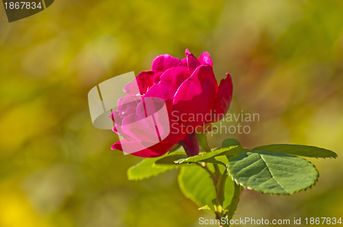 Image of rose with aumnal painted background
