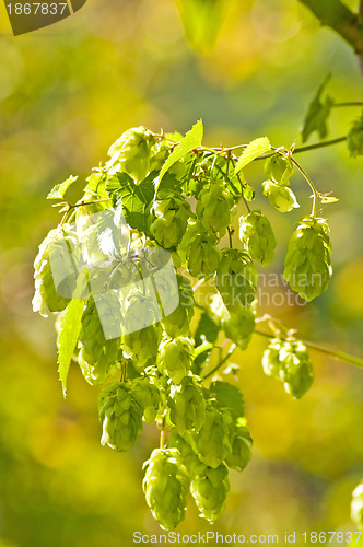 Image of hop with colorful, blurred background