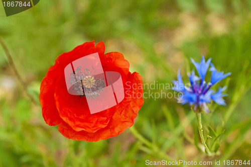 Image of red poppy and cornflower