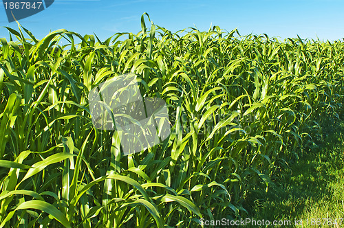 Image of Sudan grass, Sorghum sudanense energy plant for gas