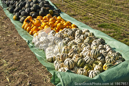 Image of squash in different kinds