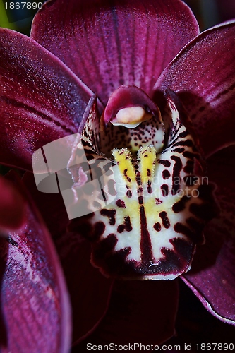 Image of Beautiful Orchid