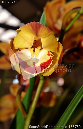 Image of Beautiful Orchid