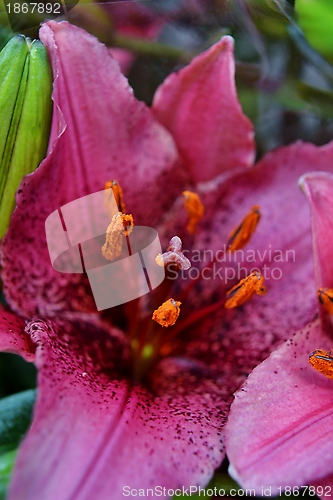 Image of Asiatic lily