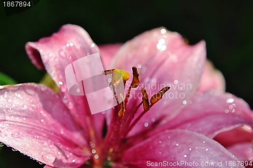 Image of Asiatic lily