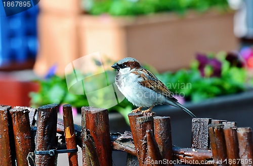 Image of House sparrow