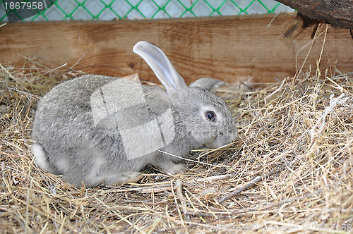 Image of Rabbit