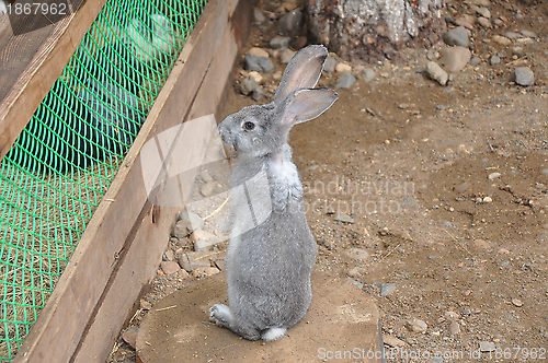 Image of Rabbit