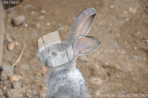 Image of Rabbit