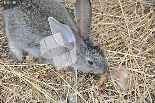 Image of Rabbit