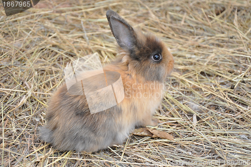 Image of Rabbit