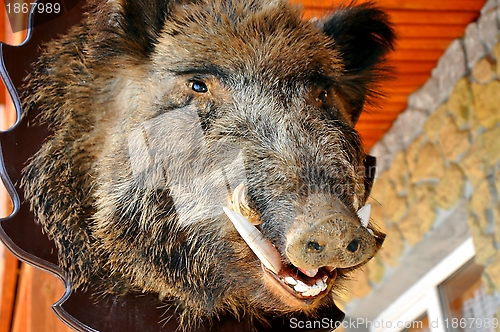 Image of Head of a wild boar