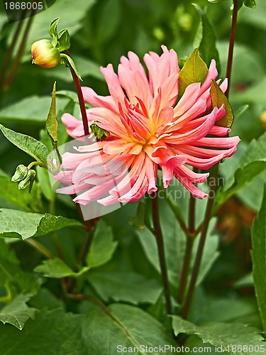 Image of Pink dahlia in flowerbed