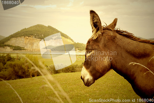 Image of donkey and Montehano quarry, Marshes nature reserve Santo?a