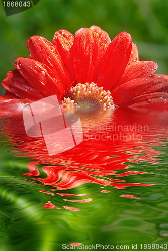 Image of fresh red daisy