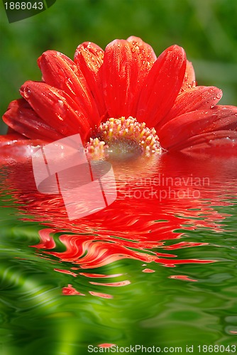 Image of fresh red daisy