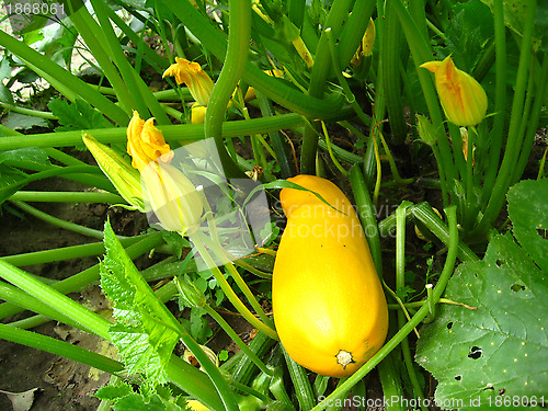 Image of yellow squashes
